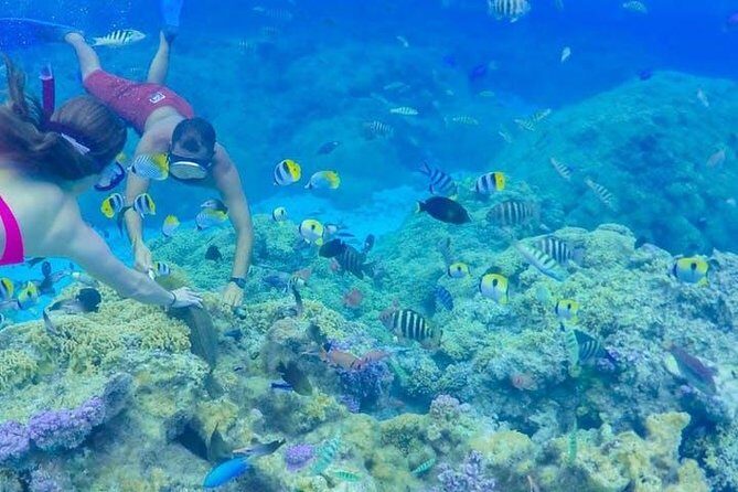Full-Day Bora Bora Lagoon Cruise Including Snorkeling with Sharks and Stingrays - Key Points