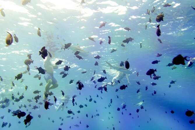 Full-Day Bora Bora Lagoon Cruise Including Snorkeling with Sharks and Stingrays - What Makes This Tour Stand Out