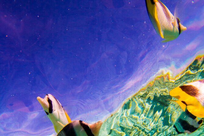 Full-Day Bora Bora Lagoon Cruise Including Snorkeling with Sharks and Stingrays - Final Thoughts: Who Is This Tour Best For?