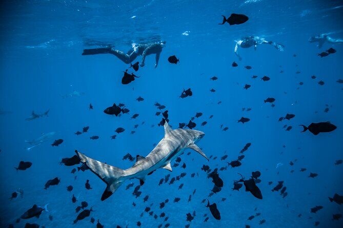 Full-Day Bora Bora Lagoon Cruise Including Snorkeling with Sharks and Stingrays - FAQs