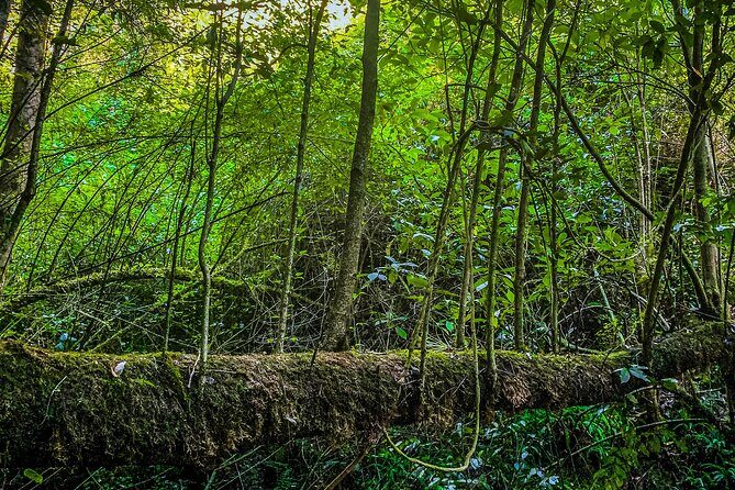 Full Day Bromeliad Forest Tour from Oaxaca - Key Points