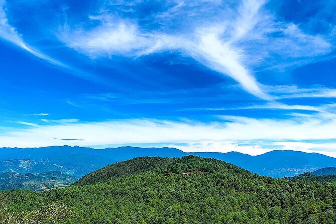 Full Day Bromeliad Forest Tour from Oaxaca - An Introduction to the Experience
