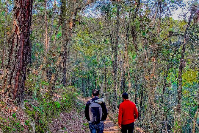 Full Day Bromeliad Forest Tour from Oaxaca - The Sum Up