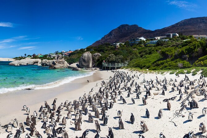 Full Day Cape Peninsula Tour - Booking Information