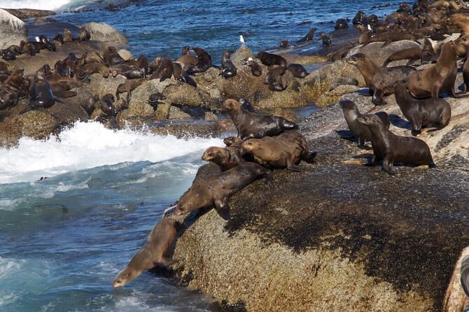 Full Day Cape Peninsula Tour - Reviews