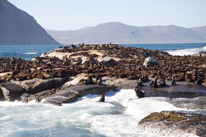 Full Day Cape Peninsula Tour - Tips for the Tour