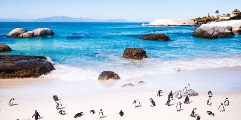 Full Day Cape Peninsula Tour - Boulders Beach Penguins