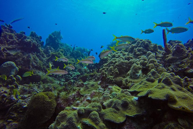 Full-Day Catalina Island Scuba Diving Tour From La Romana - Included Amenities