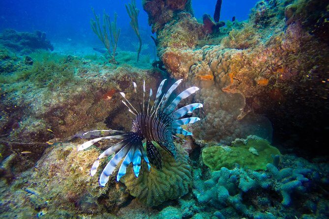 Full-Day Catalina Island Scuba Diving Tour from Punta Cana - Introduction: What to Expect from This Catalina Island Tour