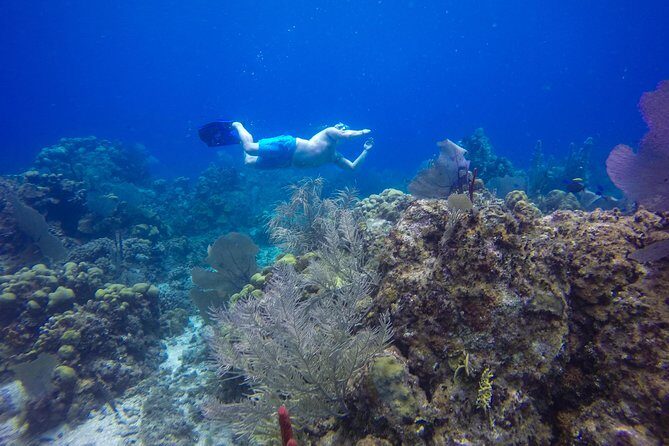 Full-Day Catalina Island Snorkeling Tour from Bavaro - Who Will Love This Tour?