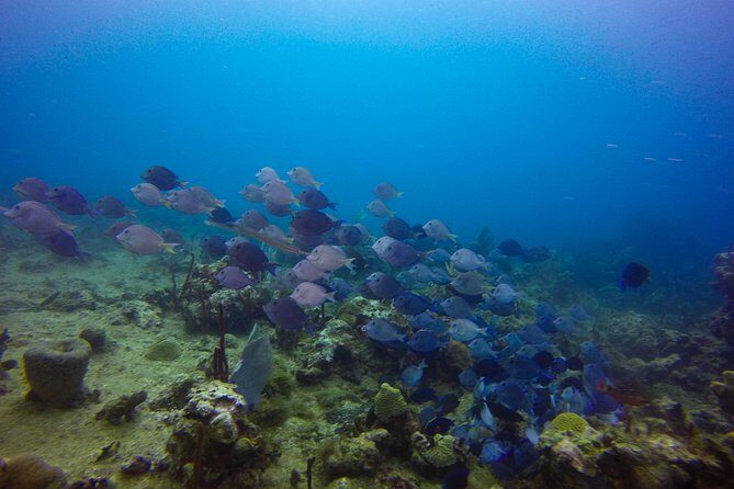 Full-Day Catalina Island Snorkeling Tour from Bavaro - Final Thoughts on the Full-Day Catalina Island Snorkeling Tour