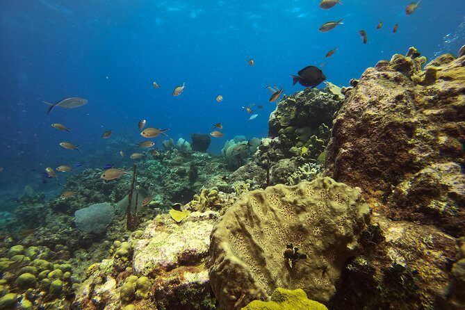 Full-Day Catalina Island Snorkeling Tour from Bavaro - Who Should Book This?
