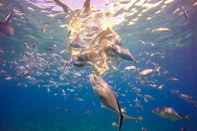 Full-Day Catalina Island Snorkeling Tour from Bavaro - FAQ