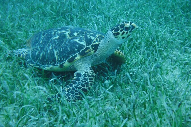 Full Day Charter from Fajardo to Culebra - Frequently Asked Questions