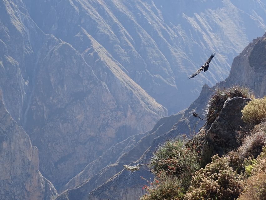 Full-Day Colca Canyon Tour From Arequipa - Customer Reviews and Feedback