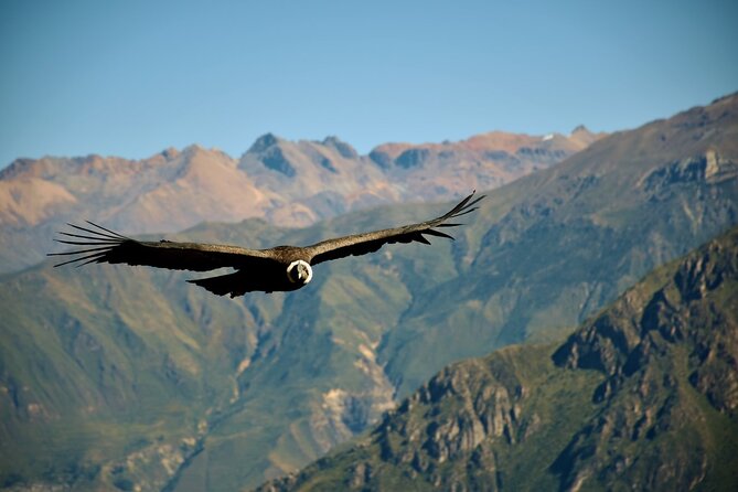 Full Day Colca Canyon With Entrances From Arequipa - Accessibility and Dietary Options
