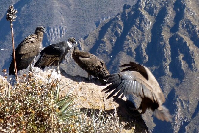 Full Day Colca Canyon With Entrances From Arequipa - Booking and Cancellation Policy