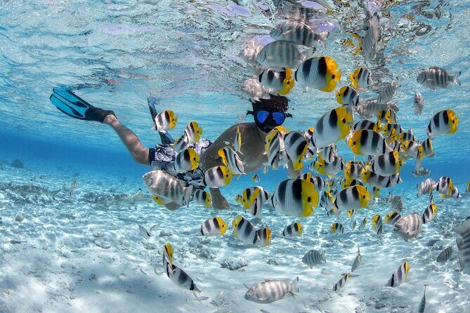 Full Day Combo Snorkeling with Buffet and Bora Bora ATV Tour - The Details that Matter