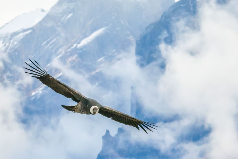 Full-Day Condor Viewpoint & Inca Sites Tour - Key Points