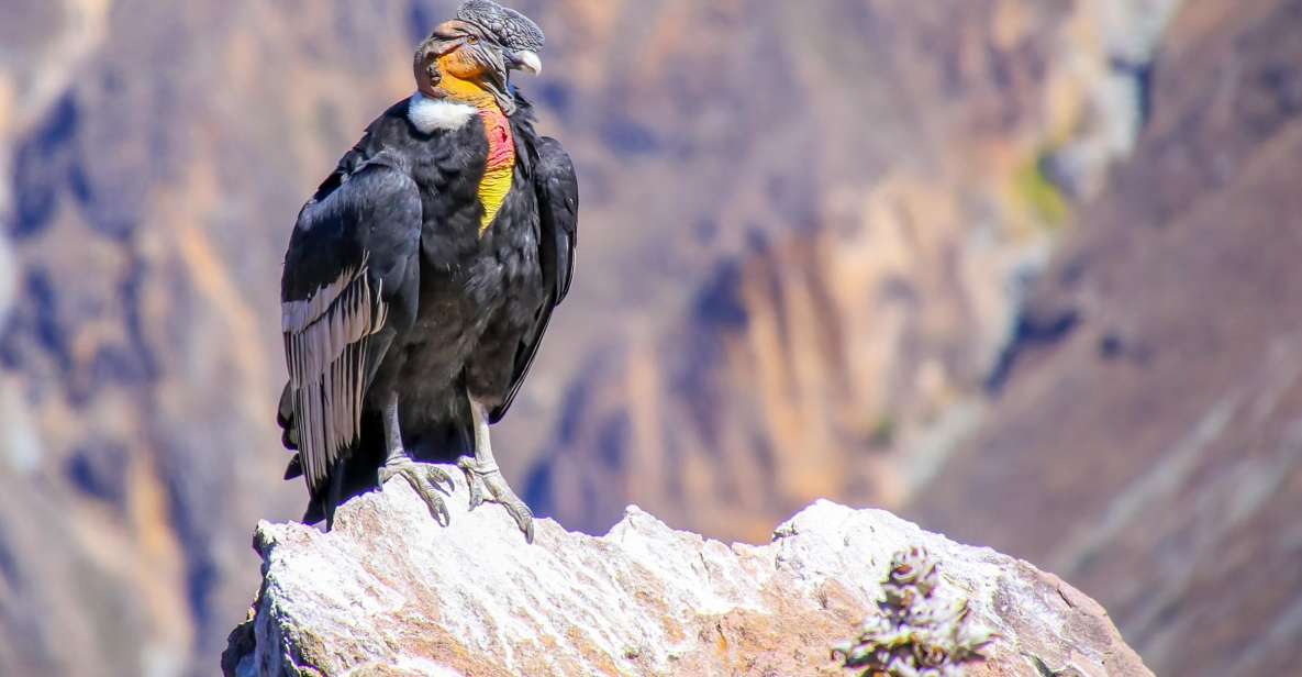 Full-Day Condor Viewpoint & Inca Sites Tour - Inclusions and Exclusions