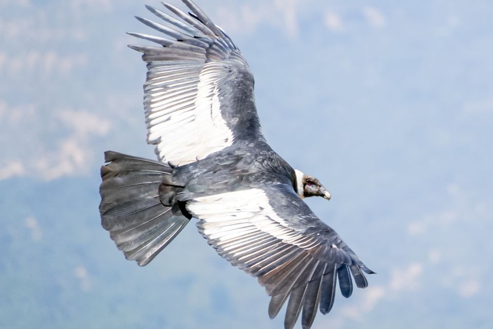 Full-Day Condor Viewpoint & Inca Sites Tour - Important Information
