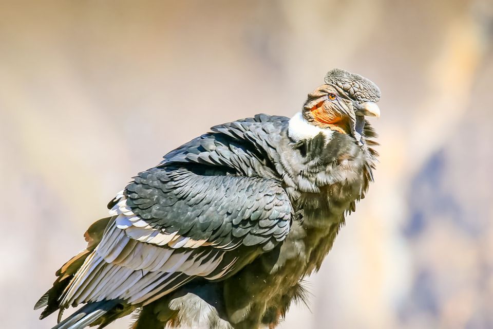 Full-Day Condor Viewpoint & Inca Sites Tour - Frequently Asked Questions