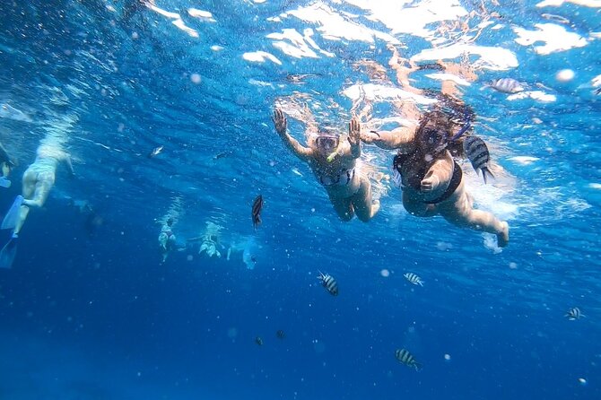 Full-day Dolphin House And Swim With Dolphin - Dolphin Interaction Details