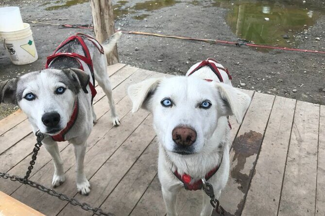 Full Day Emerald Lake Tour with or without Huskies - Key Points