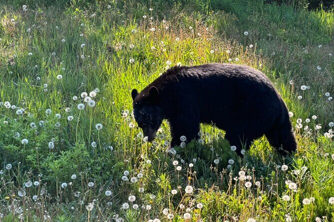 Full Day Emerald Lake Tour with or without Huskies - The Surprising Carcross Desert