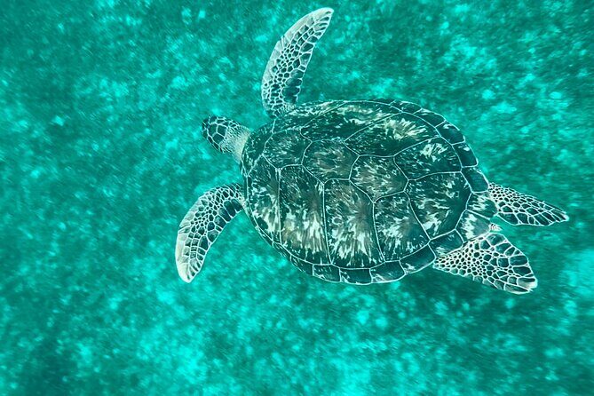 Full day EN Catamaran Martinique Dolphins and Turtles - The Experience in Context