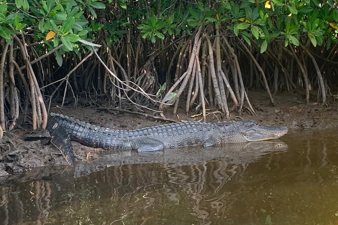 Full Day Everglades Combo Motorboat Eco and Kayak Tour - What to Expect