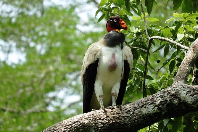 Full Day Excursion to Calakmul and Balamkú From Campeche - Final Thoughts