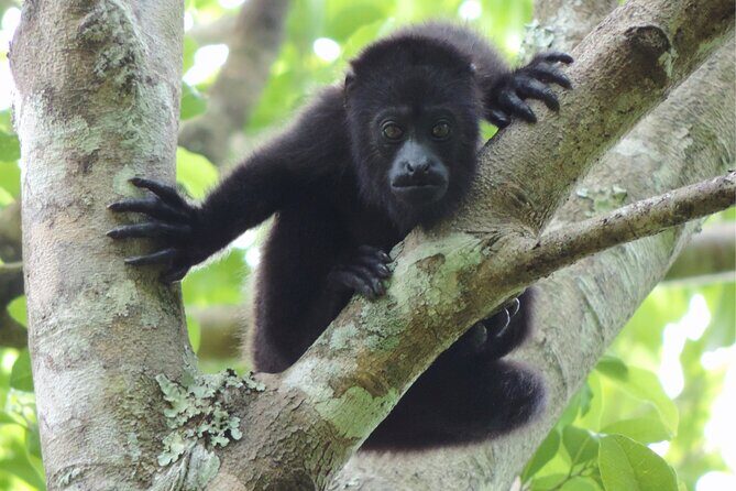 Full Day Excursion to Calakmul and Balamkú From Campeche - FAQs