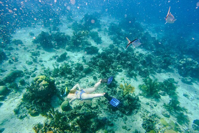 Full-Day Excursion to Discover Catalina Island with Lunch Option - Our Take on the Experience