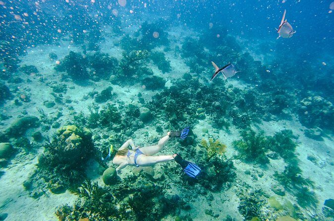 Full-Day Excursion to Discover Catalina Island with Lunch Option - Final Thoughts