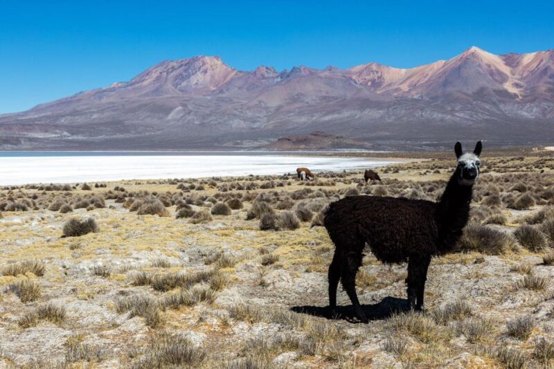 Full Day Excursion to the Salinas Lagoon Arequipa - Essential Packing List