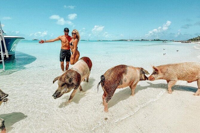 Full Day Exuma Swimming Pigs - Group Boat Tour From Nassau - Introduction