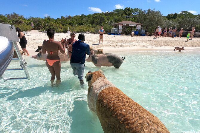 Full Day Exuma Swimming Pigs - Group Boat Tour From Nassau - Final Thoughts