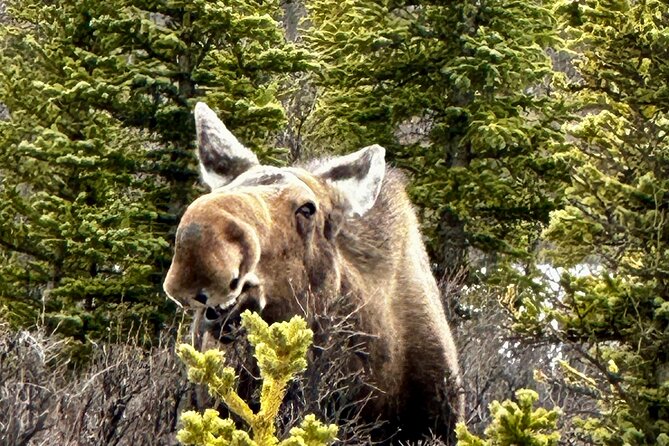 Full Day Fairbanks to Denali Winter Adventure Tour - Customer Experiences