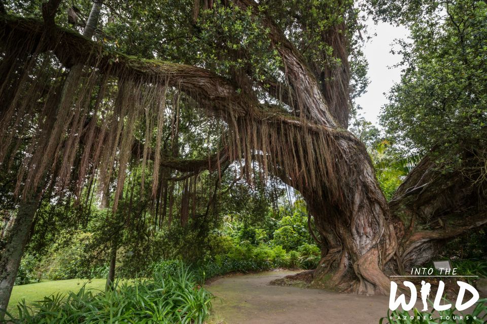 Full-Day Furnas Guided Tour With Optional Hot Springs - Booking and Flexibility