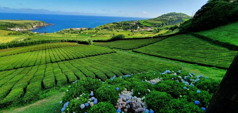 Full Day: Furnas, Tea Plantations & More With Lunch - FAQs