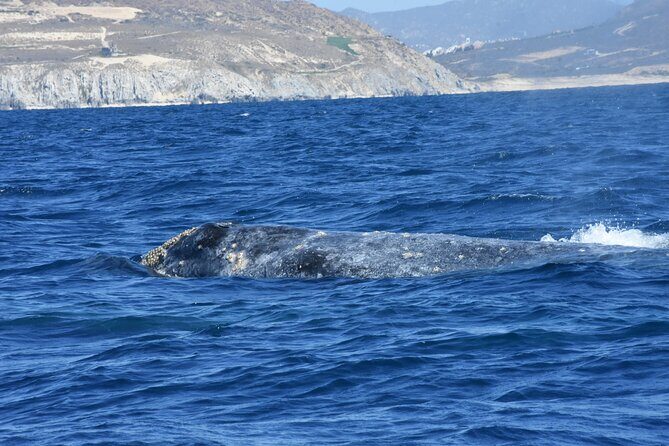Full-Day Gray Whale Watching tour from Cabo to Mag Bay - An In-Depth Look at the Tour Experience