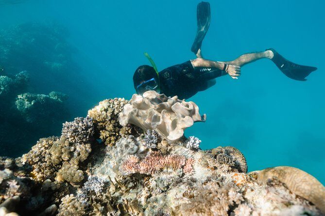 Full-Day Great Barrier Reef Snorkeling from Hamilton Island - Itinerary: What Will You Actually Do?