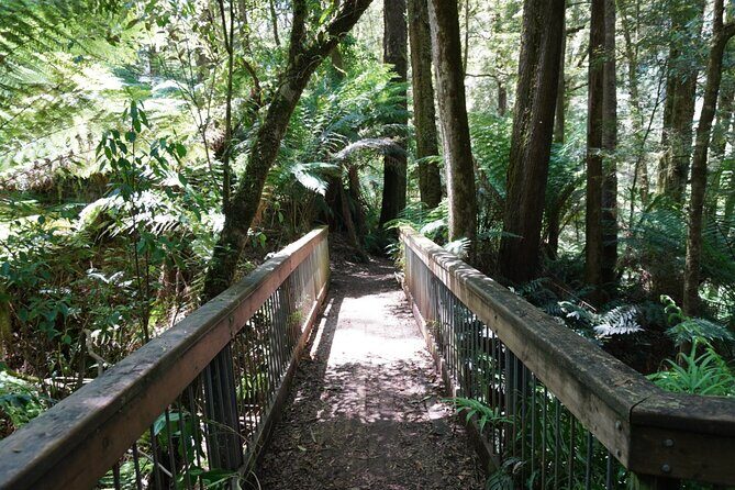 Full-Day Great Ocean Road and 12 Apostles Tour - Who Should Consider This Tour?