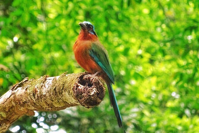 Full Day Group Tour in Tobago Atlantic Coast - In-Depth Look at the Tobago Atlantic Coast Tour