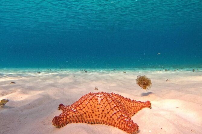 Full Day Guided Experience to El Cielo at Cozumel - Who Would Love This Tour?