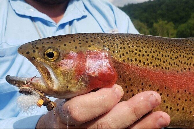 Full Day Guided Fly Fishing Trip Drift Boat - Key Points