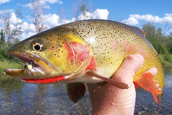 Full Day Guided Fly Fishing Trip From Jackson Hole - Key Points