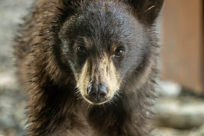 Full Day Guided Photo Tour in Yellowstone - Key Points