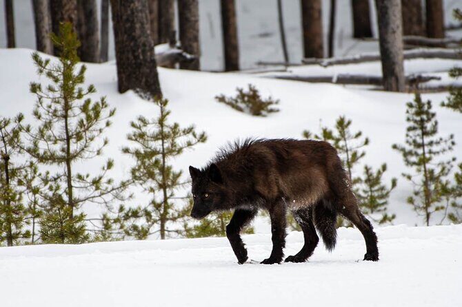 Full Day Guided Photo Tour in Yellowstone - Who Will Love This Tour?